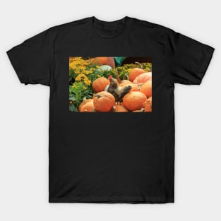 Chicken on pumpkins T-Shirt